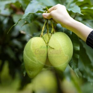 Xoài cát Hòa Lộc Cao Lãnh