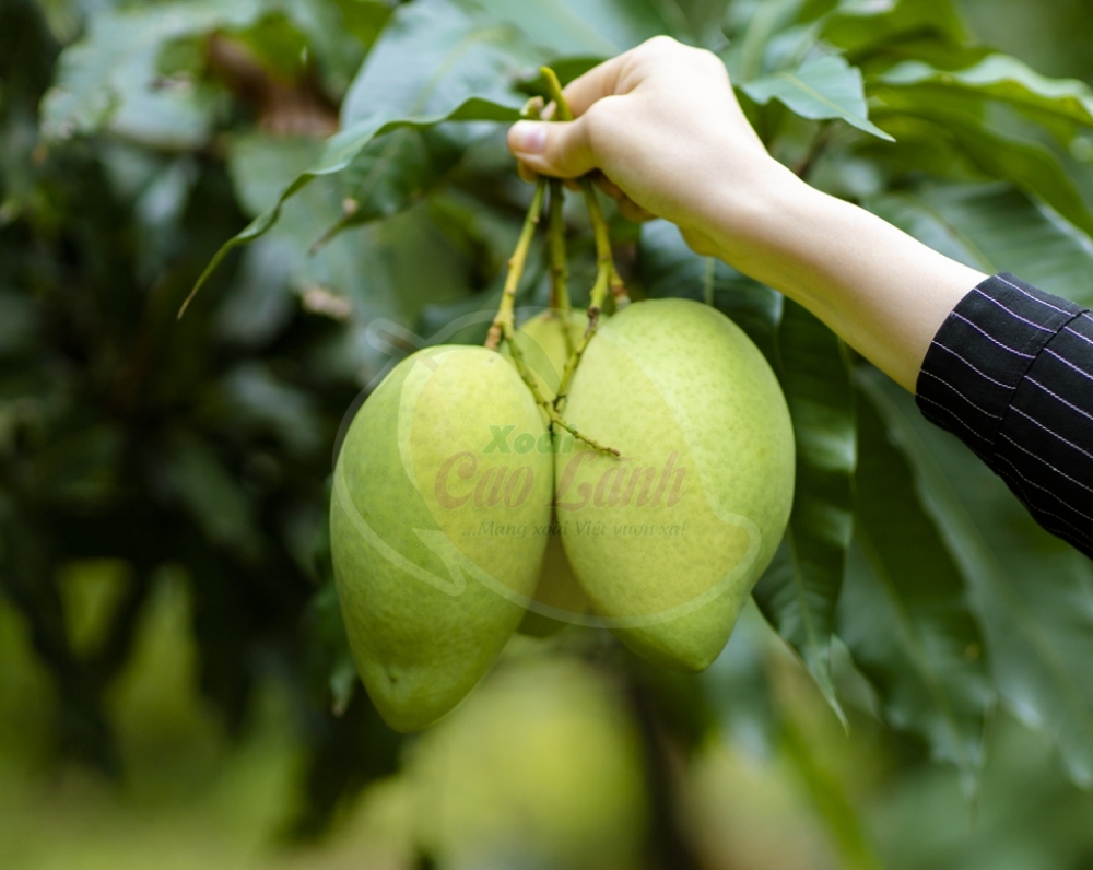 Xoài cát Hòa Lộc Cao Lãnh