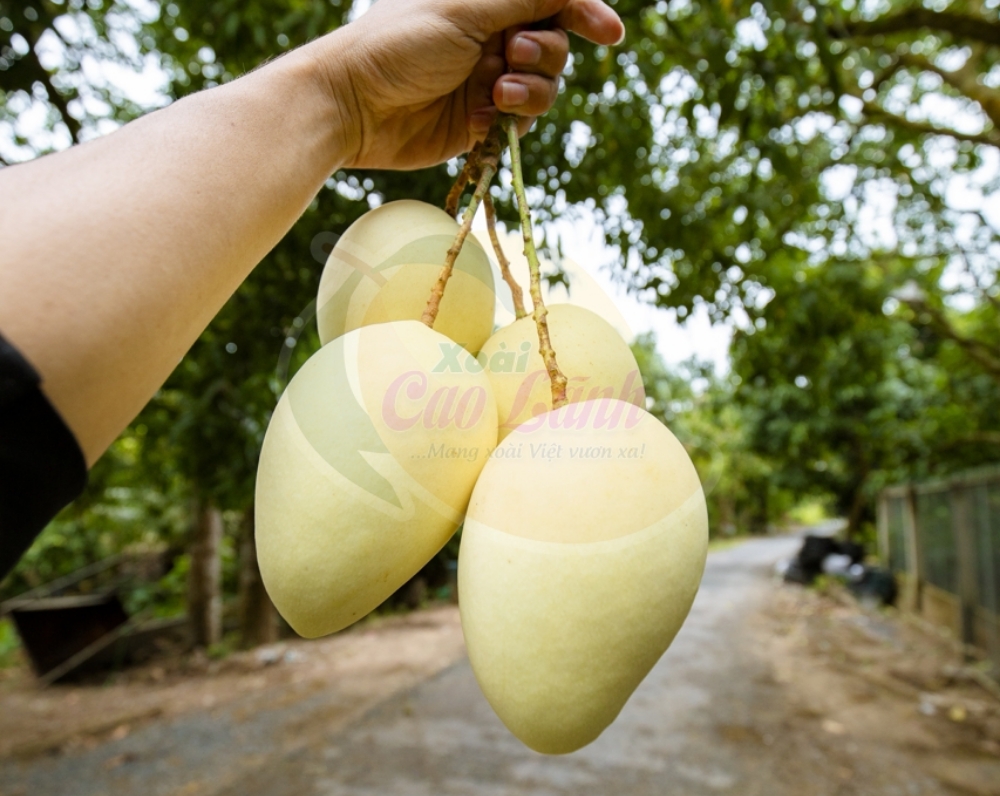 Xoài Cát Chu Cao Lãnh